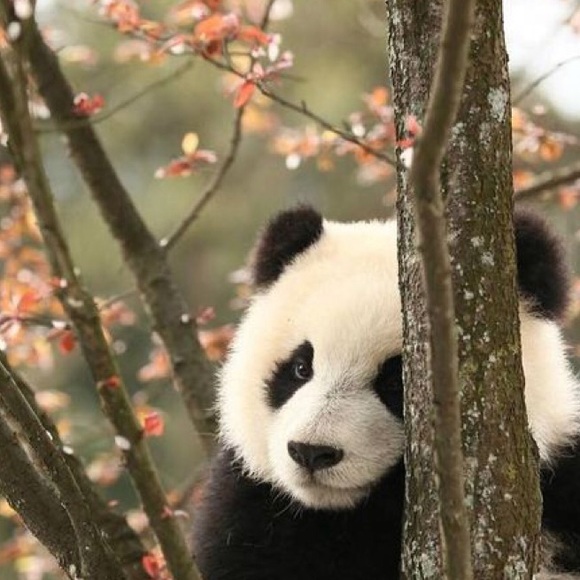 Meet your Posher, Sandy - Picture 1 of 1